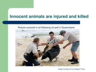 Innocent animals are injured and killed Image courtesy of Los Angeles Times Pelican covered in oil following oil spill in Queensland 