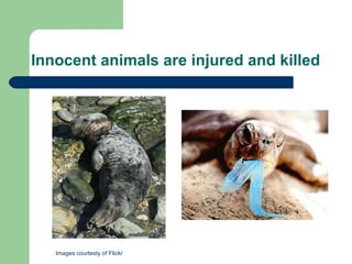 Innocent animals are injured and killed Images courtesty of Flickr 