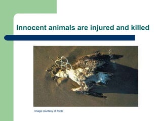 Innocent animals are injured and killed Image courtesy of Flickr  