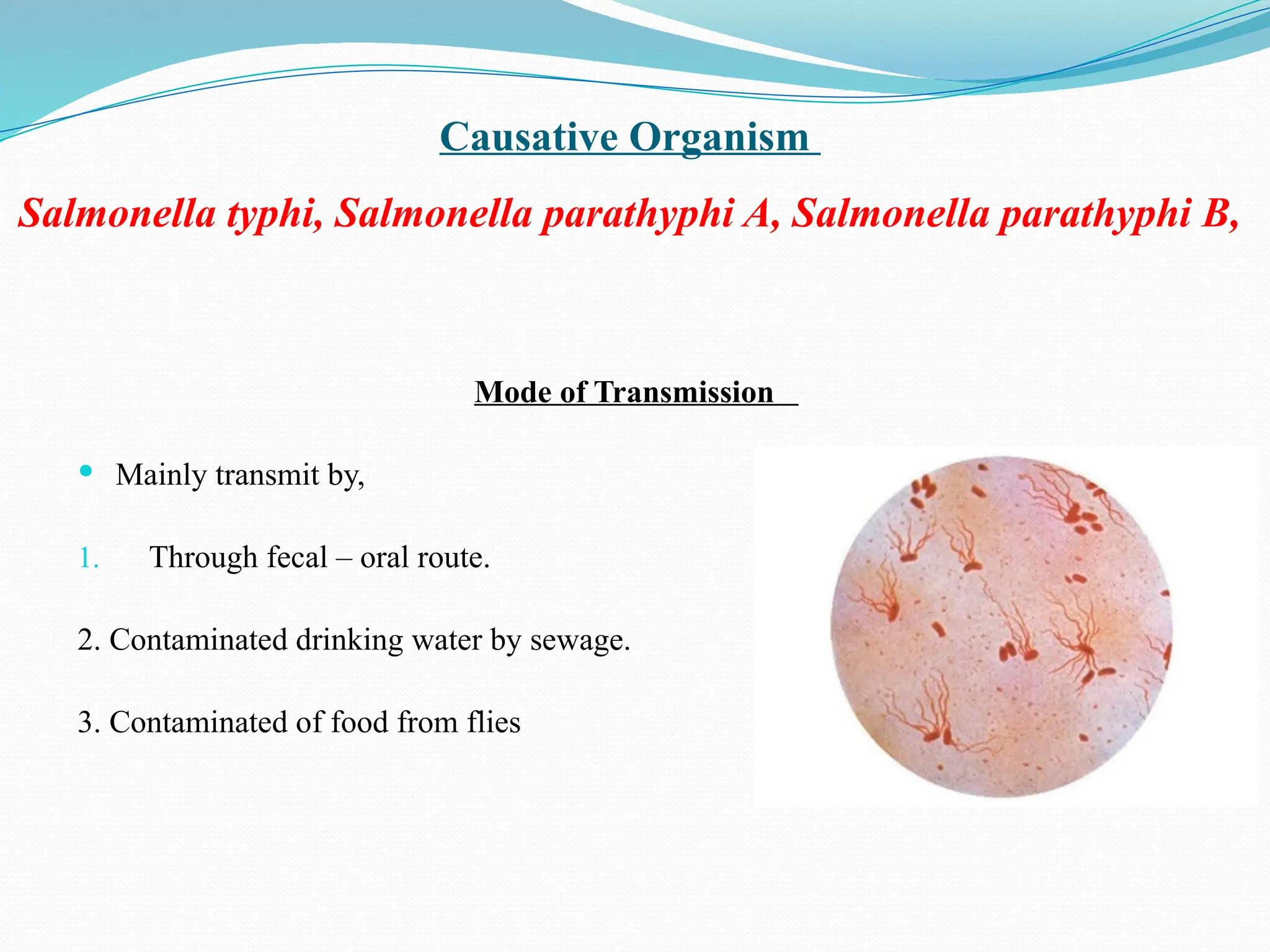 Causative Organism
Salmonella typhi, Salmonella parathyphi A, Salmonella parathyphi B,
Mode of Transmission
 Mainly transmit by,
1. Through fecal – oral route.
2. Contaminated drinking water by sewage.
3. Contaminated of food from flies
 