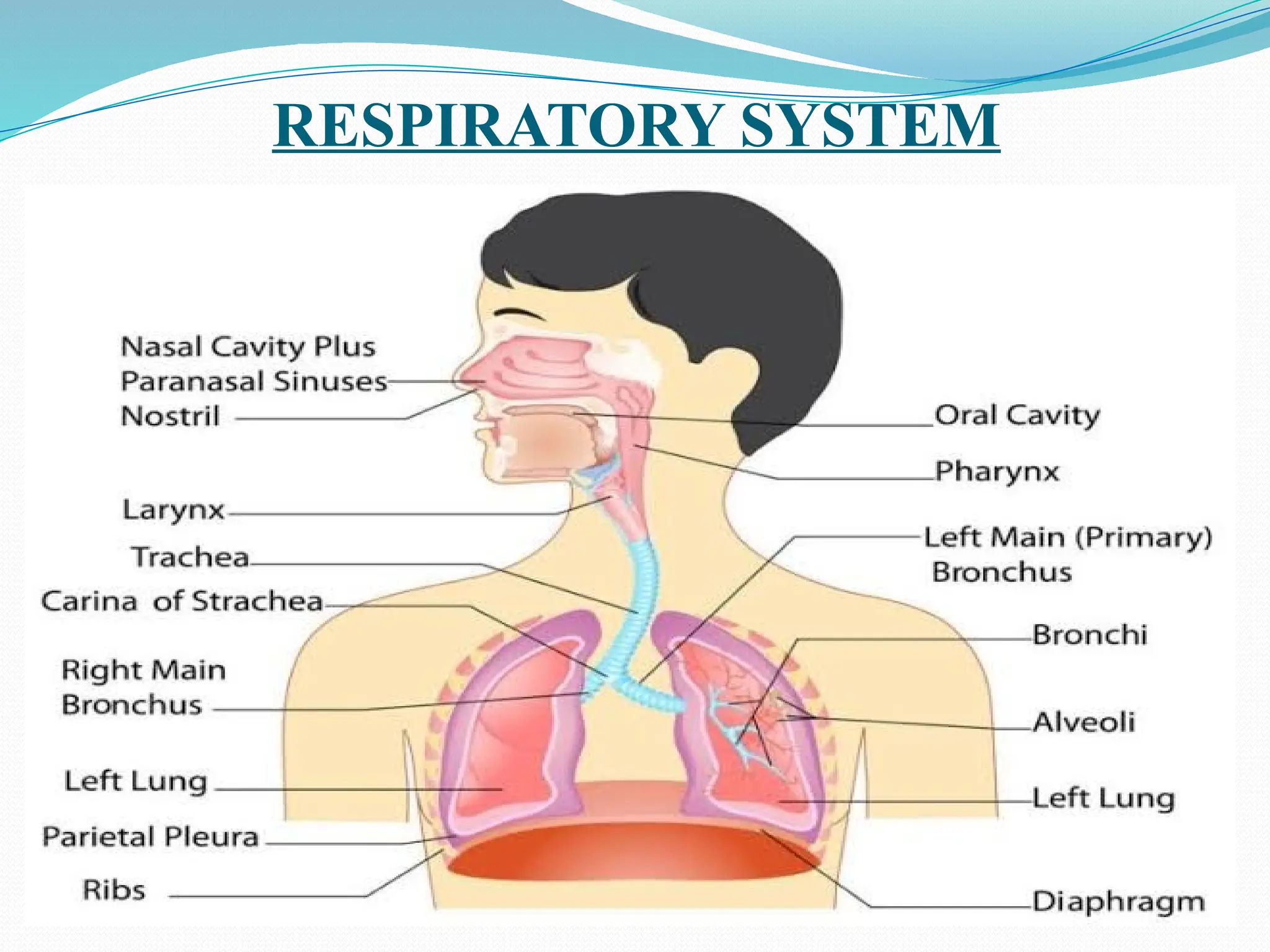 RESPIRATORY SYSTEM
 
