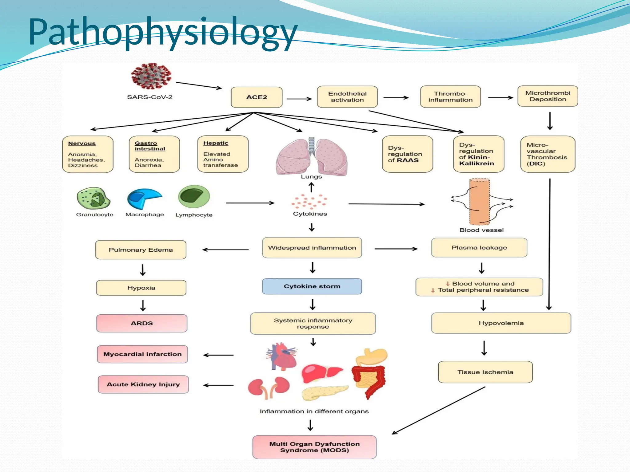 Pathophysiology
 
