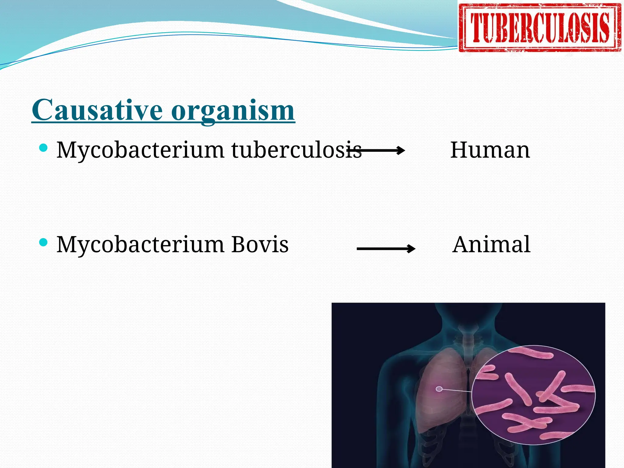 Causative organism
 Mycobacterium tuberculosis Human
 Mycobacterium Bovis Animal
 
