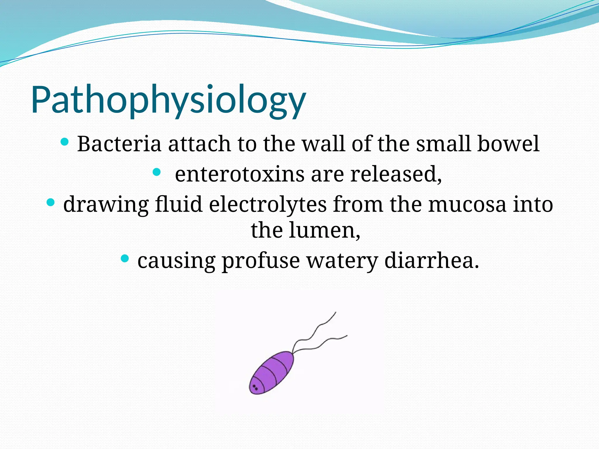 Pathophysiology
 Bacteria attach to the wall of the small bowel
 enterotoxins are released,
 drawing fluid electrolytes from the mucosa into
the lumen,
 causing profuse watery diarrhea.
 
