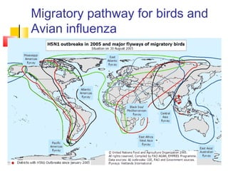 Migratory pathway for birds and
Avian influenza
 