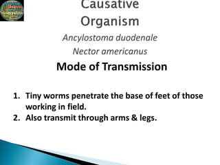 Mode of Transmission
1. Tiny worms penetrate the base of feet of those
working in field.
2. Also transmit through arms & legs.
 