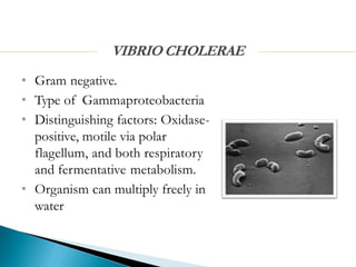 • Gram negative.
• Type of Gammaproteobacteria
• Distinguishing factors: Oxidase-
positive, motile via polar
flagellum, and both respiratory
and fermentative metabolism.
• Organism can multiply freely in
water
 
