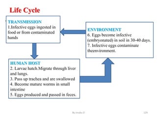 Life Cycle
• .
By zinabu D 129
TRANSMISSION
1.Infective eggs ingested in
food or from contaminated
hands
HUMAN HOST
2. Larvae hatch.Migrate through liver
and lungs.
3. Pass up trachea and are swallowed
4. Become mature worms in small
intestine
5. Eggs produced and passed in feces.
ENVIRONMENT
6. Eggs become infective
(embryonated) in soil in 30-40 days.
7. Infective eggs contaminate
theenvironment.
 