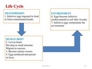 Life Cycle
• .
By zinabu D 137
TRANSMISSION
1. Infective eggs ingested in food
or from contaminated hands
HUMAN HOST
2. Larvae hatch.
Develop in small intestine.
Migrate to caecum.
3. Become mature worms.
4. Eggs produced and passed
in feces.
ENVIRONMENT
6. Eggs become infective
(embryonated) in soil after 3weeks.
7. Infective eggs contaminate the
environment
 