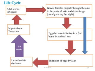 Life Cycle
• .
By zinabu D 145
Adult worms
in Caecum
Gravid females migrate through the anus
to the perianal skin and deposit eggs
(usually during the night)
Eggs become infective in a few
hours in perianal area
Migrate down
To caecum
Ingestion of eggs by Man
Larvae hatch in
duodenum
2-3
weeks
 