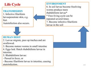 Life Cycle
• .
By zinabu D 153
TRANSMISSION
1. Infective filariform
larvaepenetrate skin, e.g.
feet.
Autoinfection also occurs.
HUMAN HOST
2. Larvae migrate, pass up trachea and are
swallowed.
3. Become mature worms in small intestine
4. Eggs laid. Hatch rhabditiform larvae in
intestine.
5. Rhabditiform larvae:
- Passed in feces, or
- Become filariform larvae in intestine, causing
atutoinfection..
ENVIRONMENT
6. In soil larvae become freeliving
worms produce more
rhabditiform larvae*
* Free-living cycle can be
repeated several times
7. Become infective filariform
larvae in the soil
 