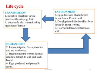 Life cycle
• .
By zinabu D 161
TRANSMISSION
1. Infective filariform larvae
penetrate theskin, e.g. feet.
A. duodenale also transmitted by
ingestion of larvae
HUMAN HOST
2. Larvae migrate. Pass up trachea
and are swallowed.
3. Become mature worms in small
intestine (attach to wall and suck
blood).
4. Eggs produced and passed in
feces.
ENVIRONMENT
5. Eggs develop; Rhabditiform
larvae hatch. Feed in soil.
6. Develop into infective filariform
larvae in about 1 week.
7. Filariform larvae contaminate
soil.
 