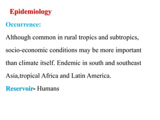 Epidemiology
Occurrence:
Although common in rural tropics and subtropics,
socio-economic conditions may be more important
than climate itself. Endemic in south and southeast
Asia,tropical Africa and Latin America.
Reservoir- Humans
 