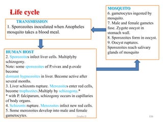 Life cycle
.
TRANSMISSION
1. Sporozoites inoculated when Anopheles
mosquito takes a blood meal.
HUMAN HOST
2. Sporozoites infect liver cells. Multiplyby
schizogony.
Note: some sporozoites of P.vivax and p.ovale
become
dormant hypnozoites in liver. Become active after
several months.
3. Liver schizonts rupture. Merozoites enter red cells,
become trophozites.Multiply by schizogony.*
* with P. falciparum, schizogony occurs in capillaries
of body organs.
4. Schizonts rupture. Merozoites infect new red cells.
5. Some merozoites develop into male and female
gametocytes.
MOSQUITO
6. gametocytes ingested by
mosquito.
7. Male and female gametes
fuse. Zygote oocyst in
stomach wall.
8. Sporozoites form in oocyst.
9. Oocyst ruptures.
Sporozoites reach salivary
glands of mosquito
336
Zinabu D
 
