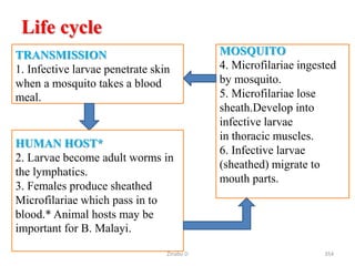 Life cycle
.
TRANSMISSION
1. Infective larvae penetrate skin
when a mosquito takes a blood
meal.
HUMAN HOST*
2. Larvae become adult worms in
the lymphatics.
3. Females produce sheathed
Microfilariae which pass in to
blood.* Animal hosts may be
important for B. Malayi.
MOSQUITO
4. Microfilariae ingested
by mosquito.
5. Microfilariae lose
sheath.Develop into
infective larvae
in thoracic muscles.
6. Infective larvae
(sheathed) migrate to
mouth parts.
354
Zinabu D
 