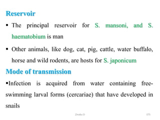 Reservoir
 The principal reservoir for S. mansoni, and S.
haematobium is man
 Other animals, like dog, cat, pig, cattle, water buffalo,
horse and wild rodents, are hosts for S. japonicum
Mode of transmission
Infection is acquired from water containing free-
swimming larval forms (cercariae) that have developed in
snails
375
Zinabu D
 
