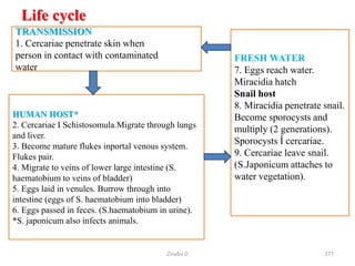 Life cycle
• .
Zinabu D 377
TRANSMISSION
1. Cercariae penetrate skin when
person in contact with contaminated
water
HUMAN HOST*
2. Cercariae I Schistosomula.Migrate through lungs
and liver.
3. Become mature flukes inportal venous system.
Flukes pair.
4. Migrate to veins of lower large intestine (S.
haematobium to veins of bladder)
5. Eggs laid in venules. Burrow through into
intestine (eggs of S. haematobium into bladder)
6. Eggs passed in feces. (S.haematobium in urine).
*S. japonicum also infects animals.
FRESH WATER
7. Eggs reach water.
Miracidia hatch
Snail host
8. Miracidia penetrate snail.
Become sporocysts and
multiply (2 generations).
Sporocysts Î cercariae.
9. Cercariae leave snail.
(S.Japonicum attaches to
water vegetation).
 