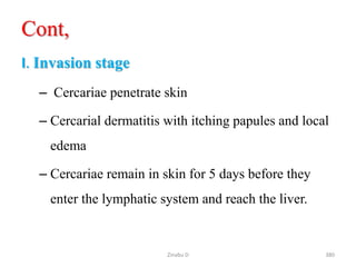 Cont,
I. Invasion stage
– Cercariae penetrate skin
– Cercarial dermatitis with itching papules and local
edema
– Cercariae remain in skin for 5 days before they
enter the lymphatic system and reach the liver.
380
Zinabu D
 