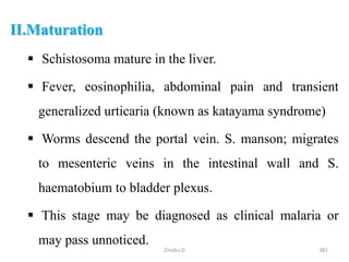 II.Maturation
 Schistosoma mature in the liver.
 Fever, eosinophilia, abdominal pain and transient
generalized urticaria (known as katayama syndrome)
 Worms descend the portal vein. S. manson; migrates
to mesenteric veins in the intestinal wall and S.
haematobium to bladder plexus.
 This stage may be diagnosed as clinical malaria or
may pass unnoticed.
381
Zinabu D
 