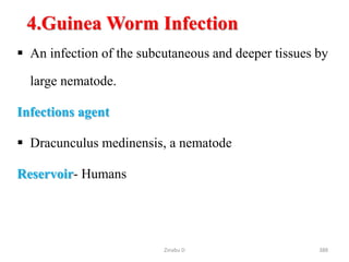 388
4.Guinea Worm Infection
 An infection of the subcutaneous and deeper tissues by
large nematode.
Infections agent
 Dracunculus medinensis, a nematode
Reservoir- Humans
Zinabu D
 