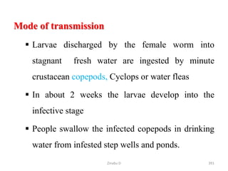 Mode of transmission
 Larvae discharged by the female worm into
stagnant fresh water are ingested by minute
crustacean copepods, Cyclops or water fleas
 In about 2 weeks the larvae develop into the
infective stage
 People swallow the infected copepods in drinking
water from infested step wells and ponds.
391
Zinabu D
 