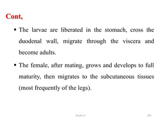 Cont,
 The larvae are liberated in the stomach, cross the
duodenal wall, migrate through the viscera and
become adults.
 The female, after mating, grows and develops to full
maturity, then migrates to the subcutaneous tissues
(most frequently of the legs).
392
Zinabu D
 