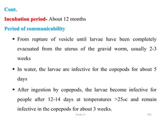 Cont.
Incubation period- About 12 months
Period of communicability
 From rupture of vesicle until larvae have been completely
evacuated from the uterus of the gravid worm, usually 2-3
weeks
 In water, the larvae are infective for the copepods for about 5
days
 After ingestion by copepods, the larvae become infective for
people after 12-14 days at temperatures >25oc and remain
infective in the copepods for about 3 weeks.
393
Zinabu D
 