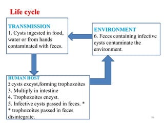 Life cycle
• .
By zinabu D 96
TRANSMISSION
1. Cysts ingested in food,
water or from hands
contaminated with feces.
HUMAN HOST
2 cysts excyst,forming trophozoites
3. Multiply in intestine
4. Trophozoites encyst.
5. Infective cysts passed in feces. *
* trophozoites passed in feces
disintegrate.
ENVIRONMENT
6. Feces containing infective
cysts contaminate the
environment.
 
