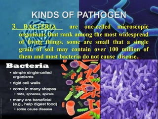 3. BACTERIA are one-celled microscopic
organisms that rank among the most widespread
of living things. some are small that a single
grain of soil may contain over 100 million of
them and most bacteria do not cause disease..
•
 