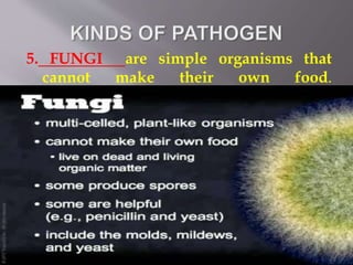 5. FUNGI are simple organisms that
cannot make their own food.
 
