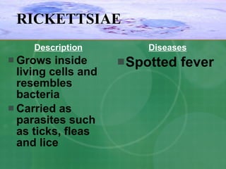 Description Grows inside living cells and resembles bacteria Carried as parasites such as ticks, fleas and lice Diseases Spotted fever RICKETTSIAE 