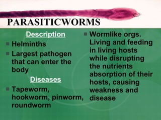 Description Helminths Largest pathogen that can enter the body Diseases Tapeworm, hookworm, pinworm, roundworm Wormlike orgs. Living and feeding in living hosts while disrupting the nutrients absorption of their hosts, causing weakness and disease PARASITICWORMS 