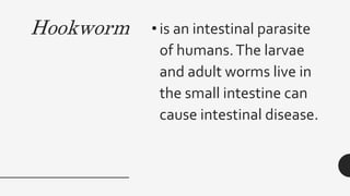 Hookworm • is an intestinal parasite
of humans.The larvae
and adult worms live in
the small intestine can
cause intestinal disease.
 