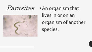 Parasites •An organism that
lives in or on an
organism of another
species.
 