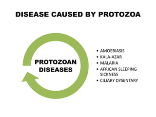 DISEASE CAUSED BY PROTOZOA
• AMOEBIASIS
• KALA-AZAR
• MALARIA
• AFRICAN SLEEPING
SICKNESS
• CILIARY DYSENTARY
PROTOZOAN
DISEASES
 