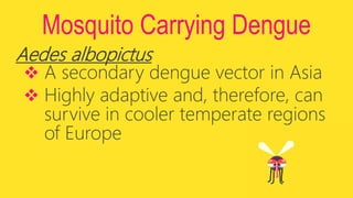 Mosquito Carrying Dengue
Aedes albopictus
 A secondary dengue vector in Asia
 Highly adaptive and, therefore, can
survive in cooler temperate regions
of Europe
 
