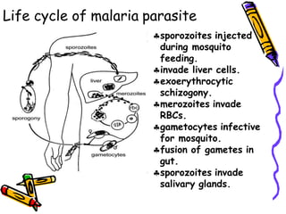 Life cycle of malaria parasite
sporozoites injected
during mosquito
feeding.
invade liver cells.
exoerythrocytic
schizogony.
merozoites invade
RBCs.
gametocytes infective
for mosquito.
fusion of gametes in
gut.
sporozoites invade
salivary glands.
 