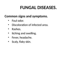 FUNGAL DISEASES.
Common signs and symptoms.
• Foul odor.
• Discoloration of infected area.
• Rashes.
• Itching and swelling.
• Fever, headache.
• Scaly, flaky skin.
 