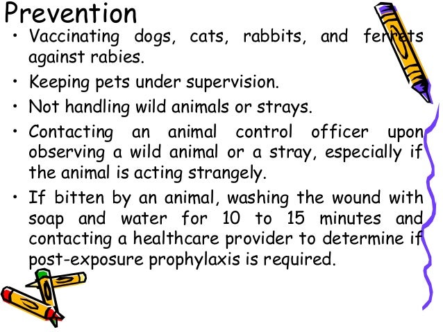 Communicable From Cats To Dogs Communicable From Cats To Dogs