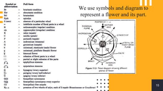 15
We use symbols and diagram to
represent a flower and its part.
 