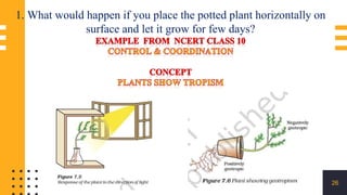 26
1. What would happen if you place the potted plant horizontally on
surface and let it grow for few days?
 