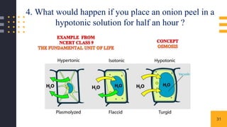 31
4. What would happen if you place an onion peel in a
hypotonic solution for half an hour ?
 