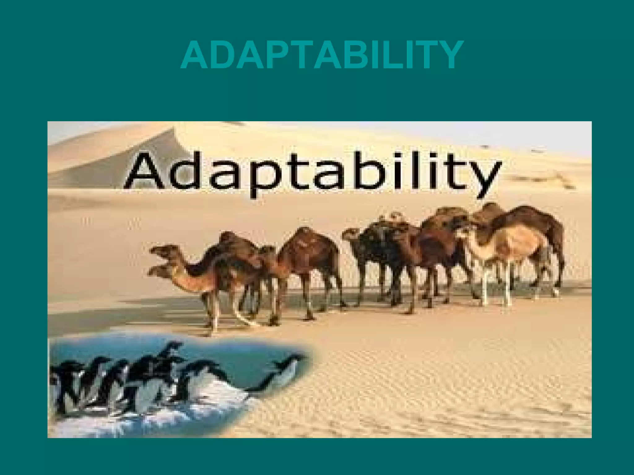 ADAPTABILITY 