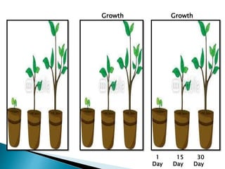 Growth
1
Day
15
Day
30
Day
Growth
 