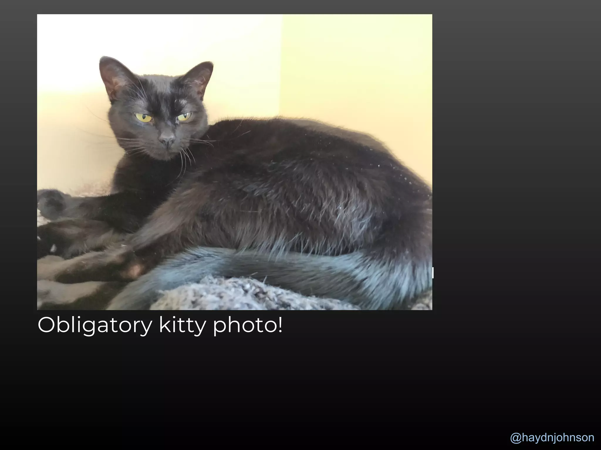 @haydnjohnson
Obligatory kitty photo!
 