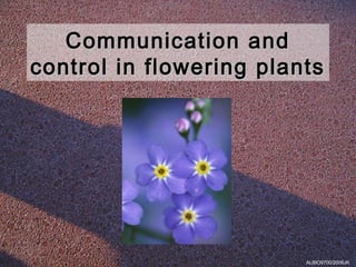 Communication and
control in flowering plants




                         ALBIO9700/2006JK
 