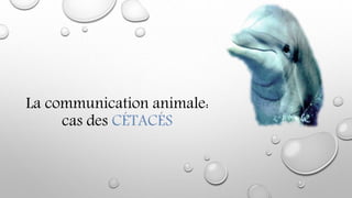 La communication animale:
cas des CÉTACÉS
 