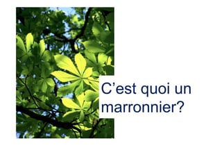 C’est quoi un
marronnier?
 