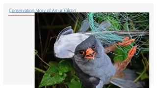 Conservation Story of Amur Falcon
 