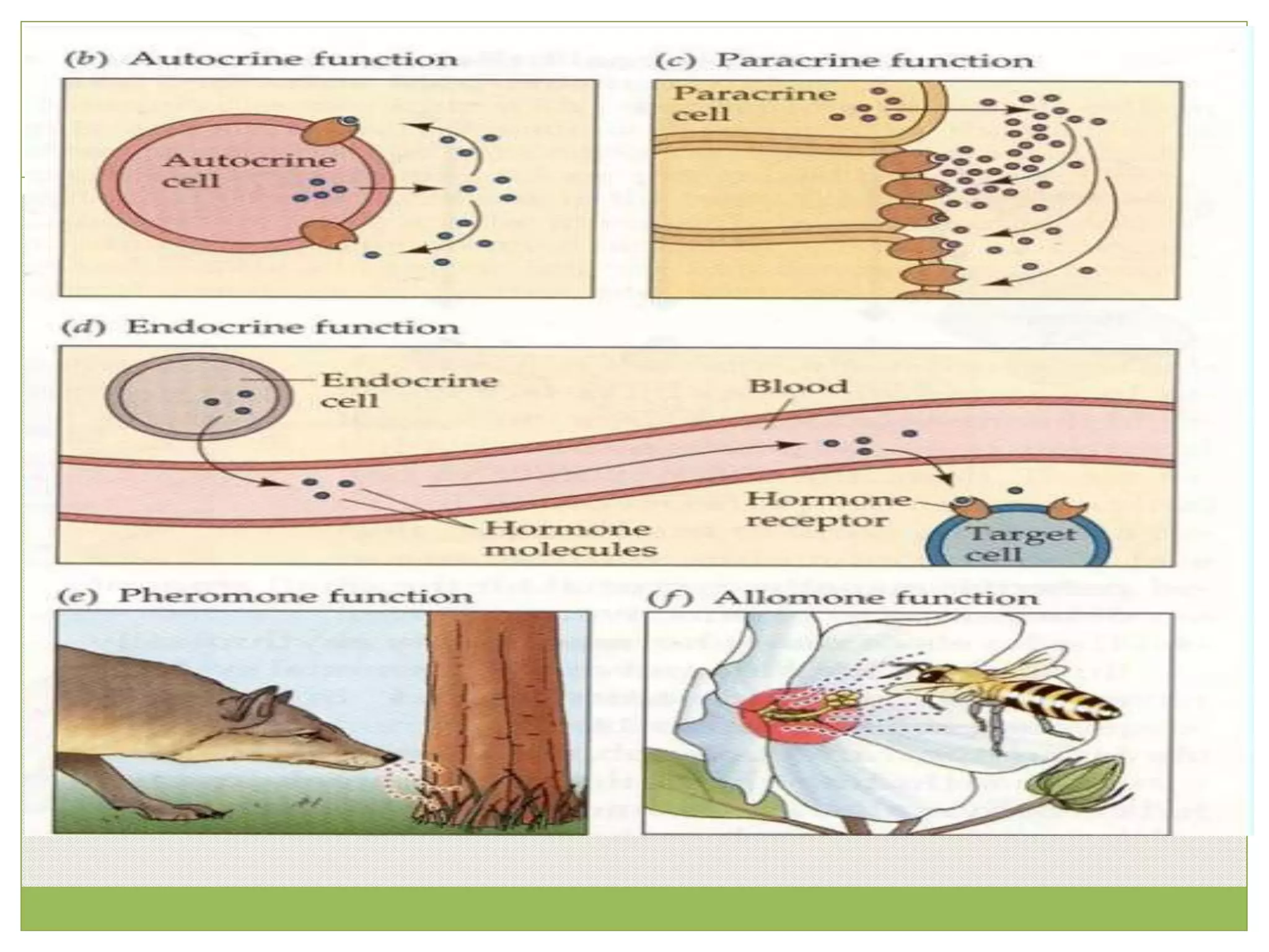 The Endocrine System and Chemical Messengers PPT